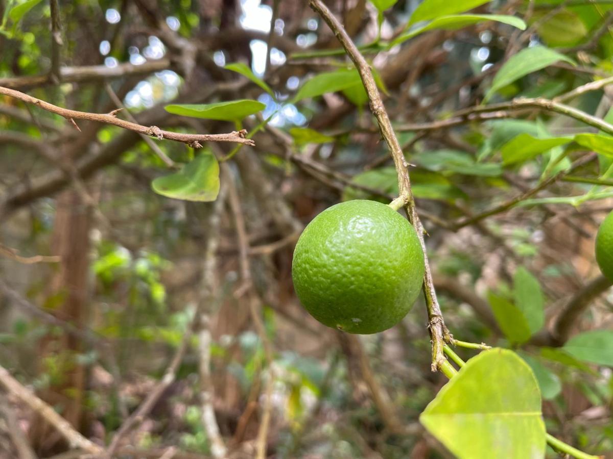 Pensión Little Shaw Park