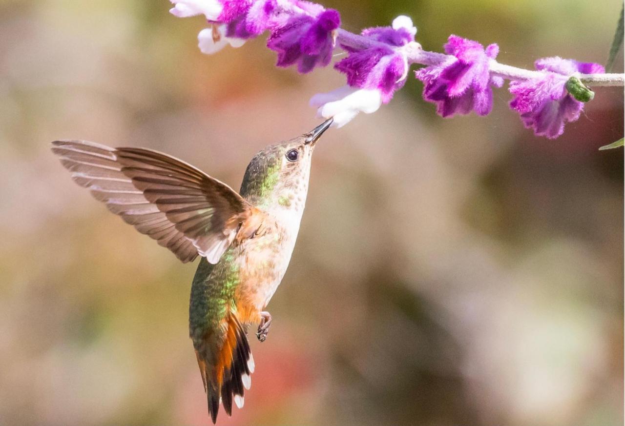 Hummingbird Retreat - Luxury Oceanview Apt, 7-minute Walk To Ocho Ríos