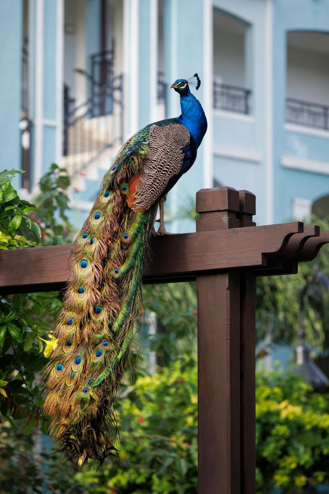Sandals South Coast - Couples Only (adults Only) 5*