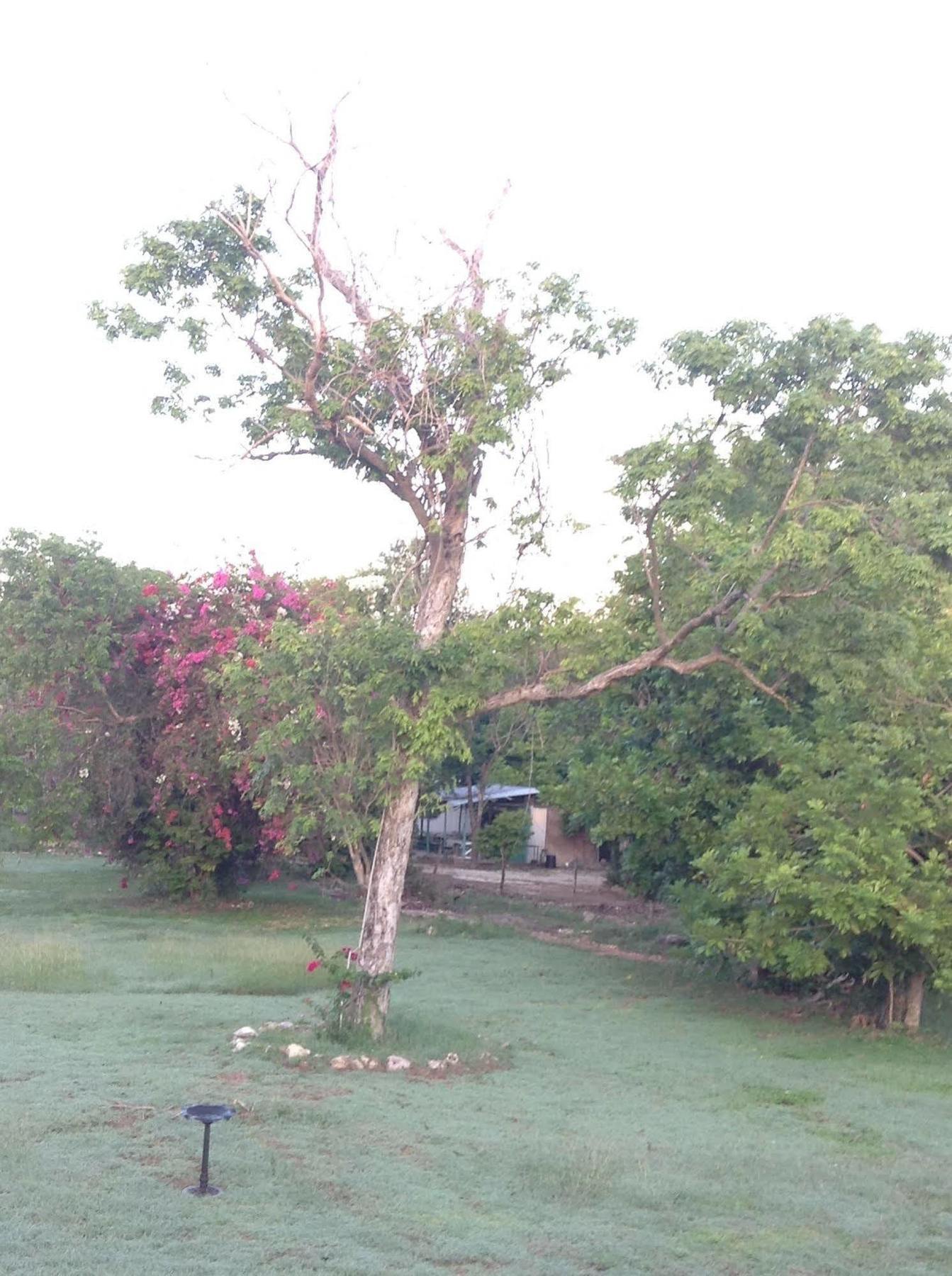 The Royal Hummingbird 3* Negril