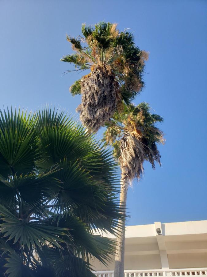 Sea Shell Palms,