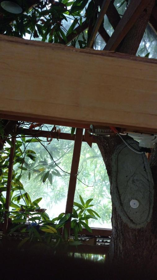 Treehouse Above The Apartment Port Antonio