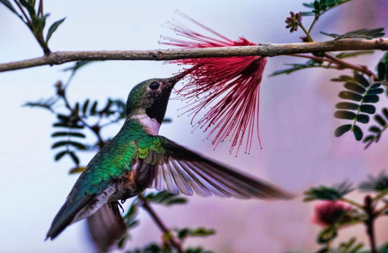 Hummingbird Retreat - Luxury Oceanview Apt, 7-minute Walk To Apartment Ocho Rios