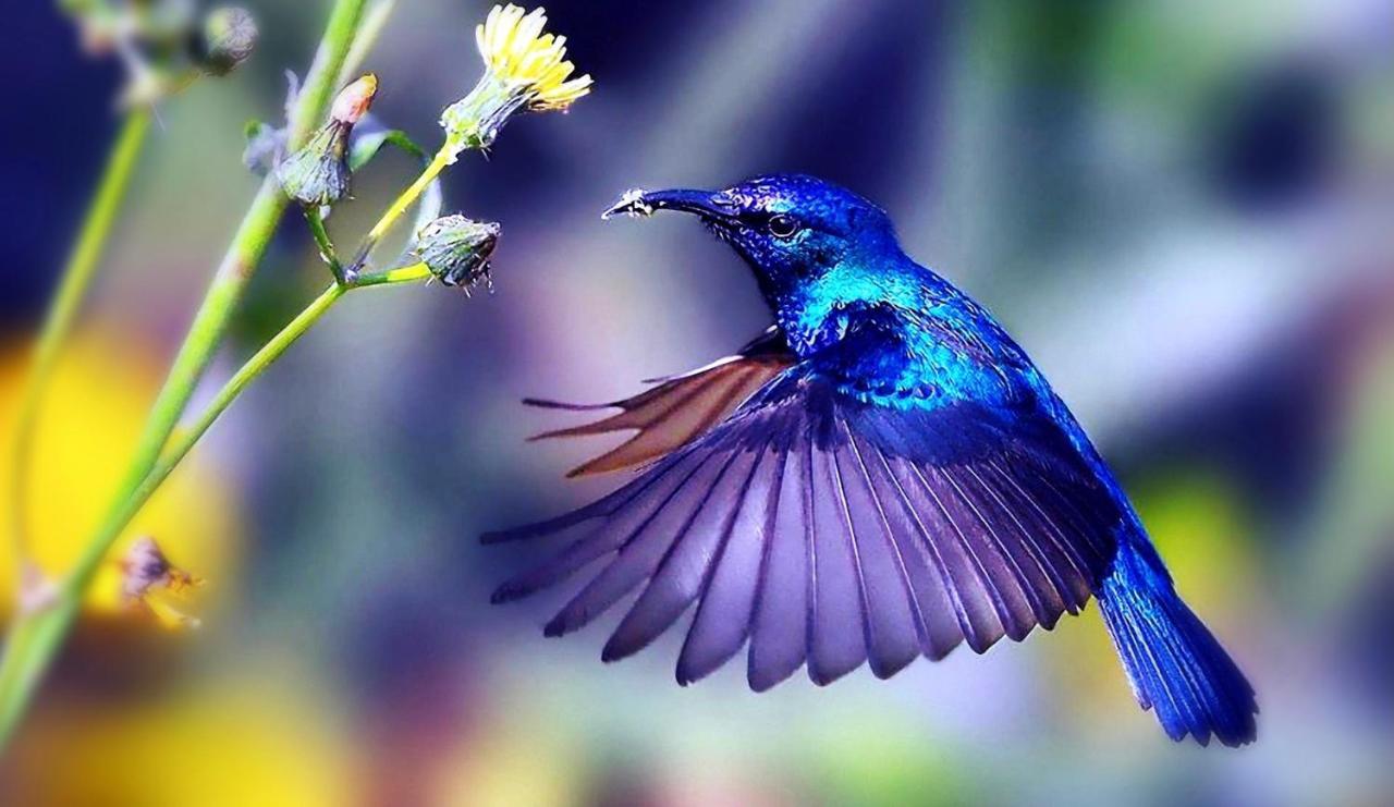 Apartment Hummingbird Retreat - Luxury Oceanview Apt, 7-minute Walk To *