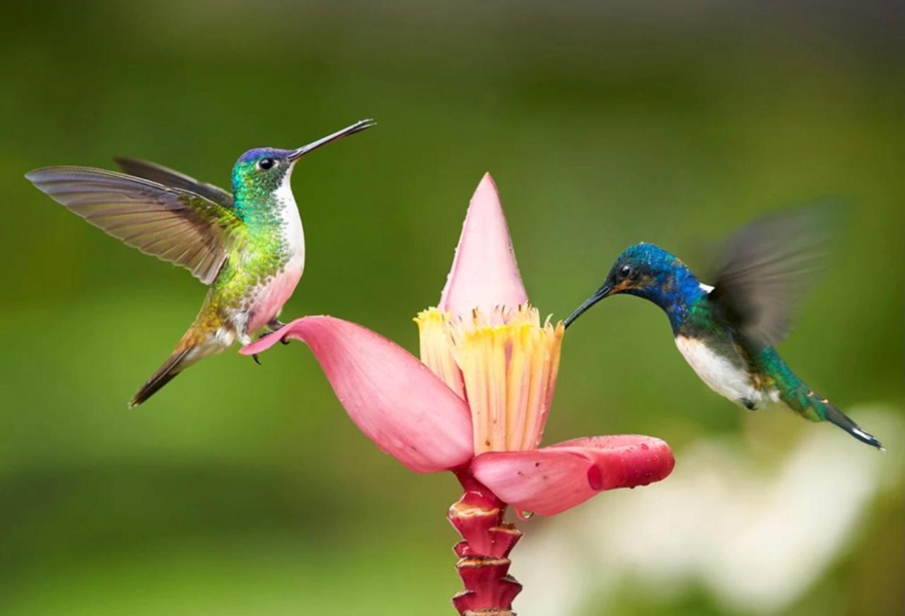 Apartment Hummingbird Retreat - Luxury Oceanview Apt, 7-minute Walk To Ocho Rios