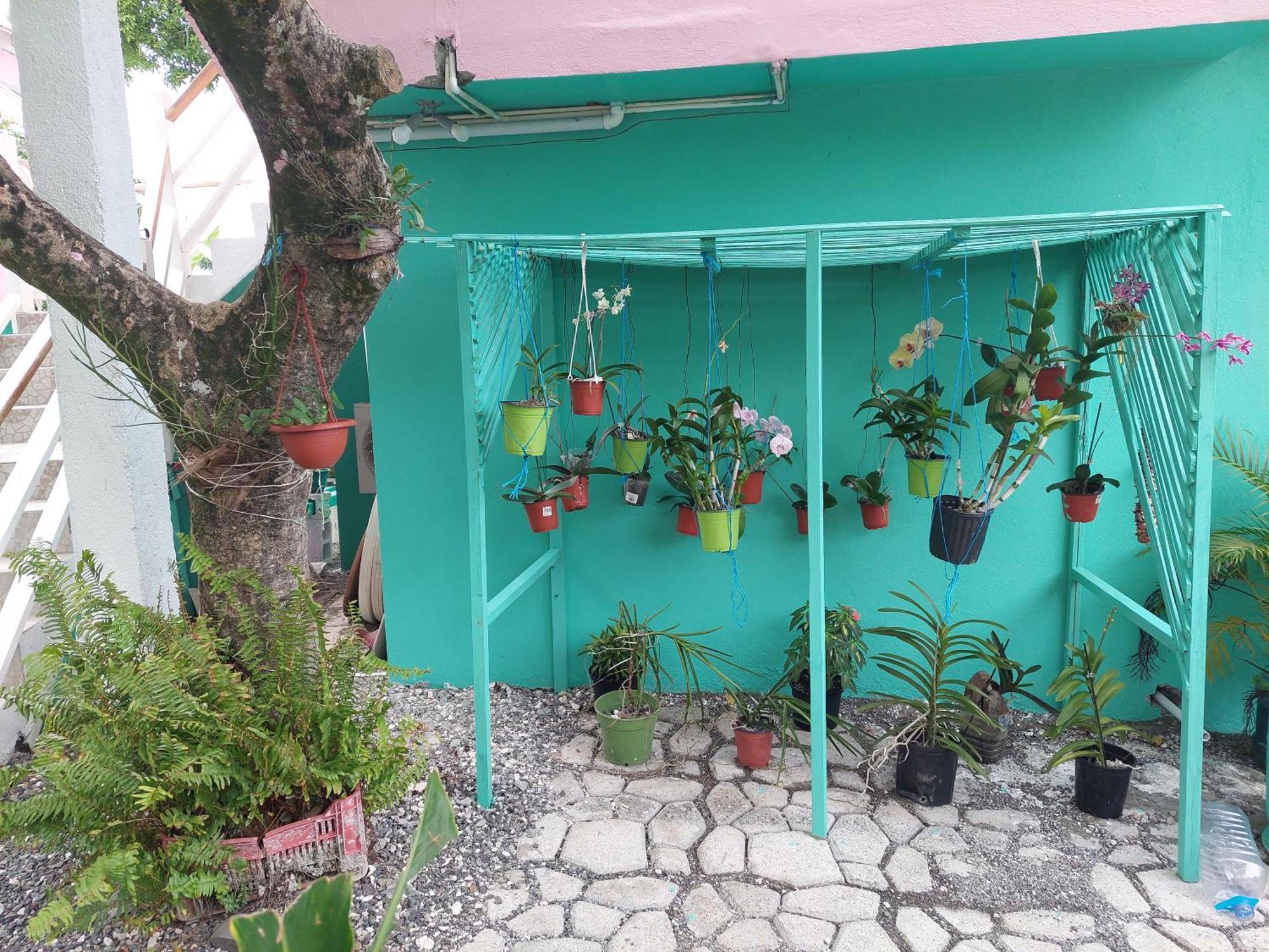 Alex's Place - Tim Pappies Port Antonio