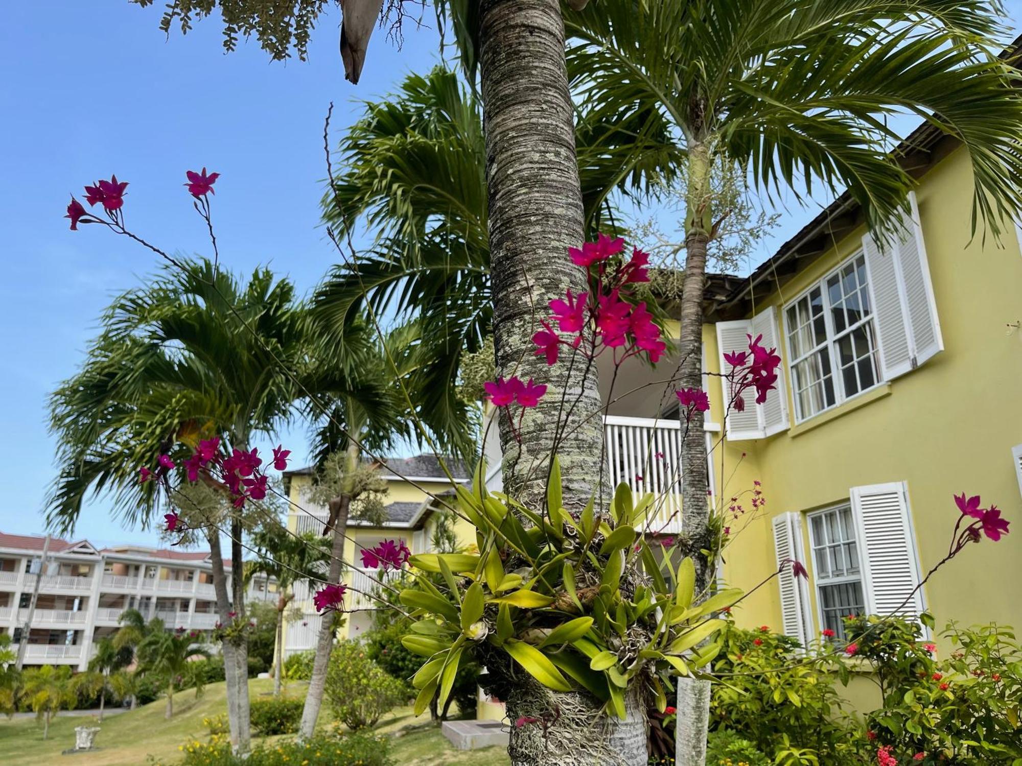Jamaica Time Driftwood At Sea Palms 3br 3ba In Ocho Rios With Pool And Front With Views Only 10 Mins From Ochi Intl Airport Direct Flight From Miami St Mary