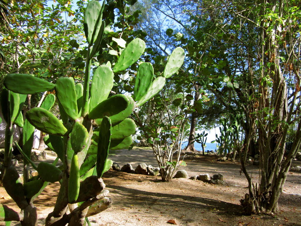 Tingalaya's Retreat Pensión Negril
