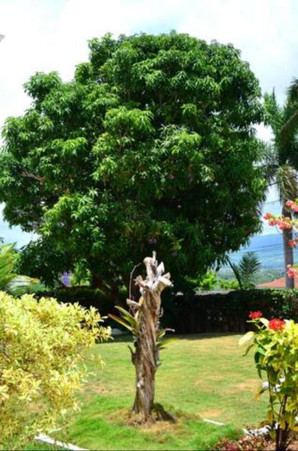Castle Vue Bed and breakfast Montego Bay