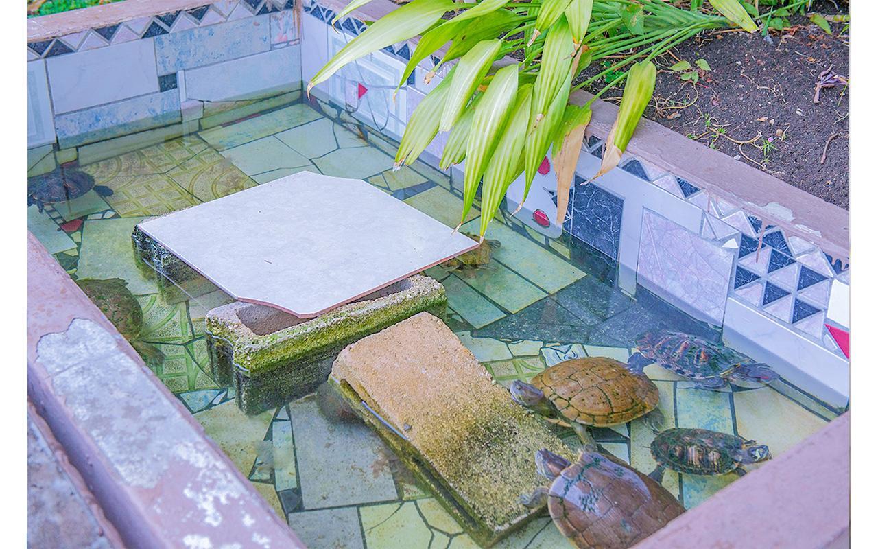 Apartment Coconut Shell At Turtle Towers